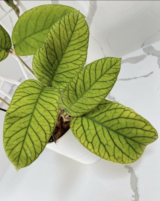 Продам Хойя Мередити Грин.  Срез