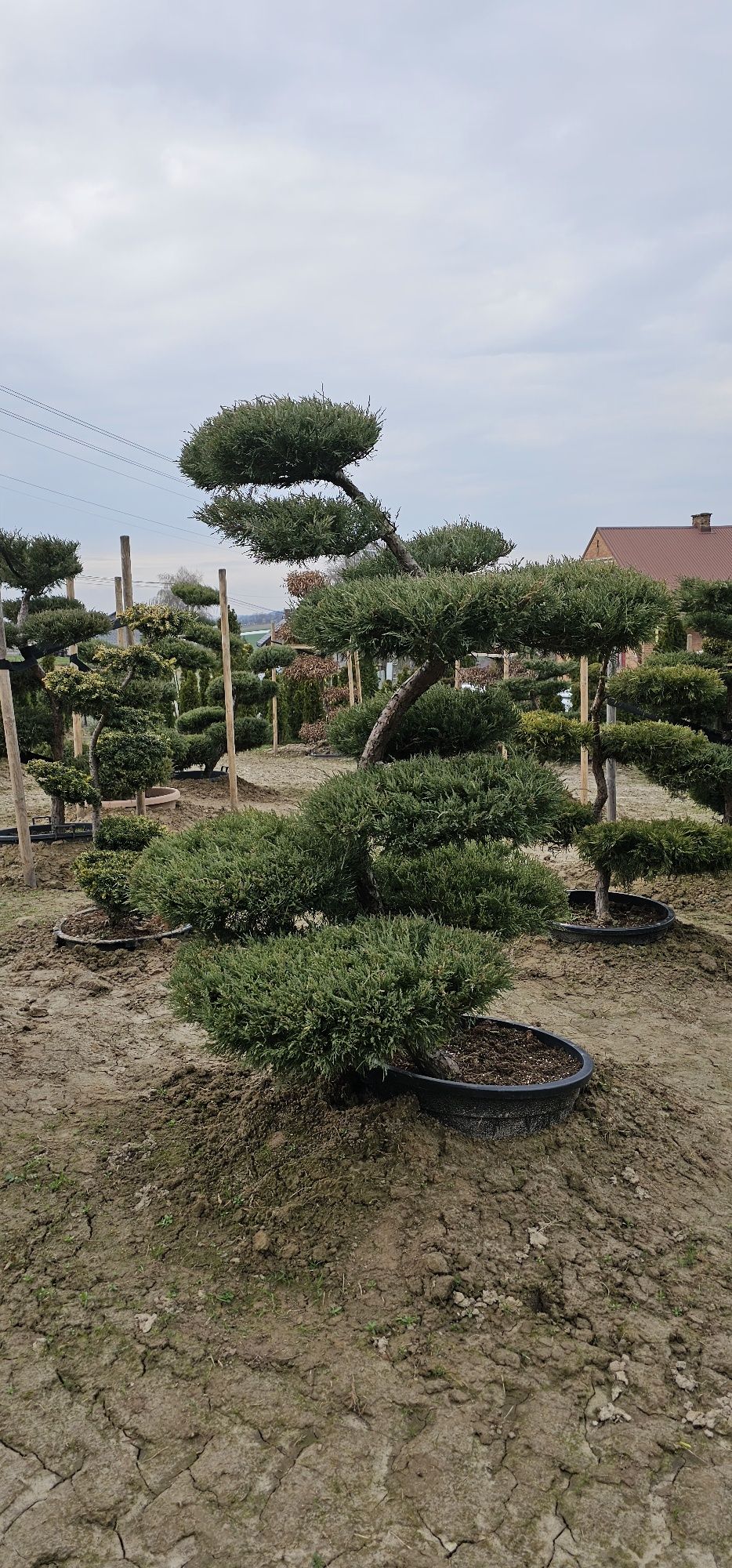 Bonsai Niwaki rośliny formowane