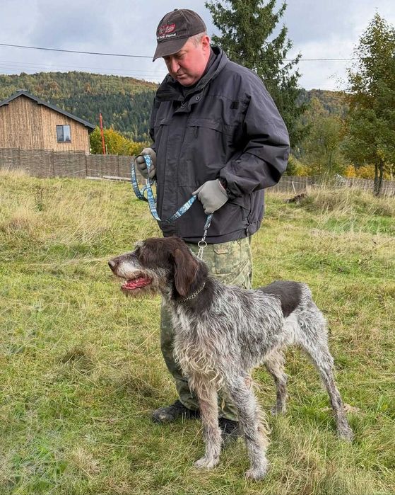 Арчі, дратхаар, шукає дім