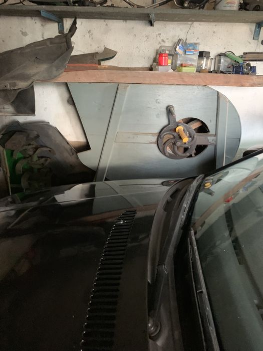 Palmeira dej  jardim