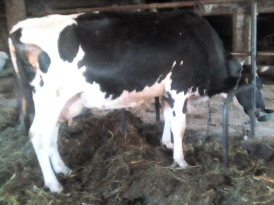 Krowa cielna 7 miesięcy daje jeszcze 20 l mleka