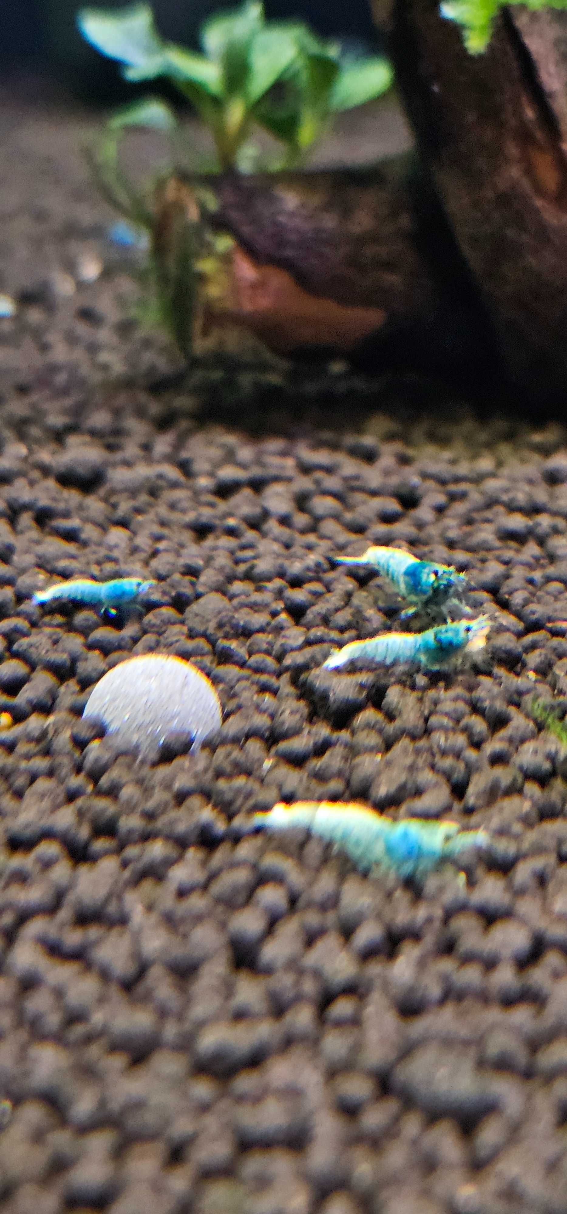 Krewetk Blue Bolt 10szt. (Caridina)