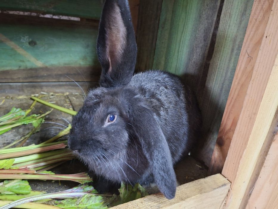 Sprzedam samice i samca