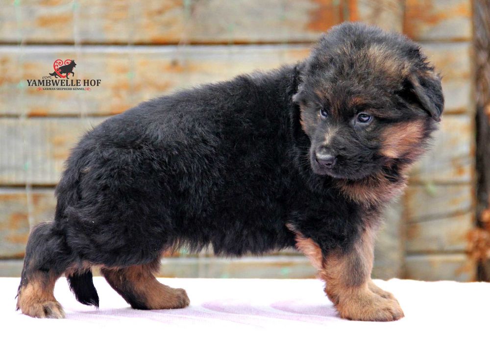 Німецька вівчарка Д\Ш - елітні цуценята від розплідника КСУ-FCI