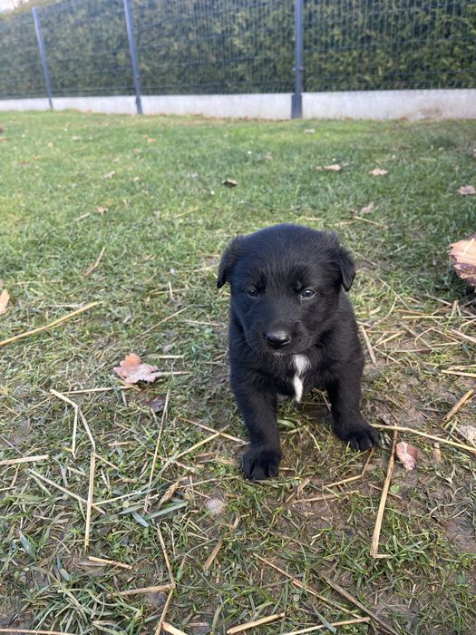 Oddam szczeniaki w dobre ręce