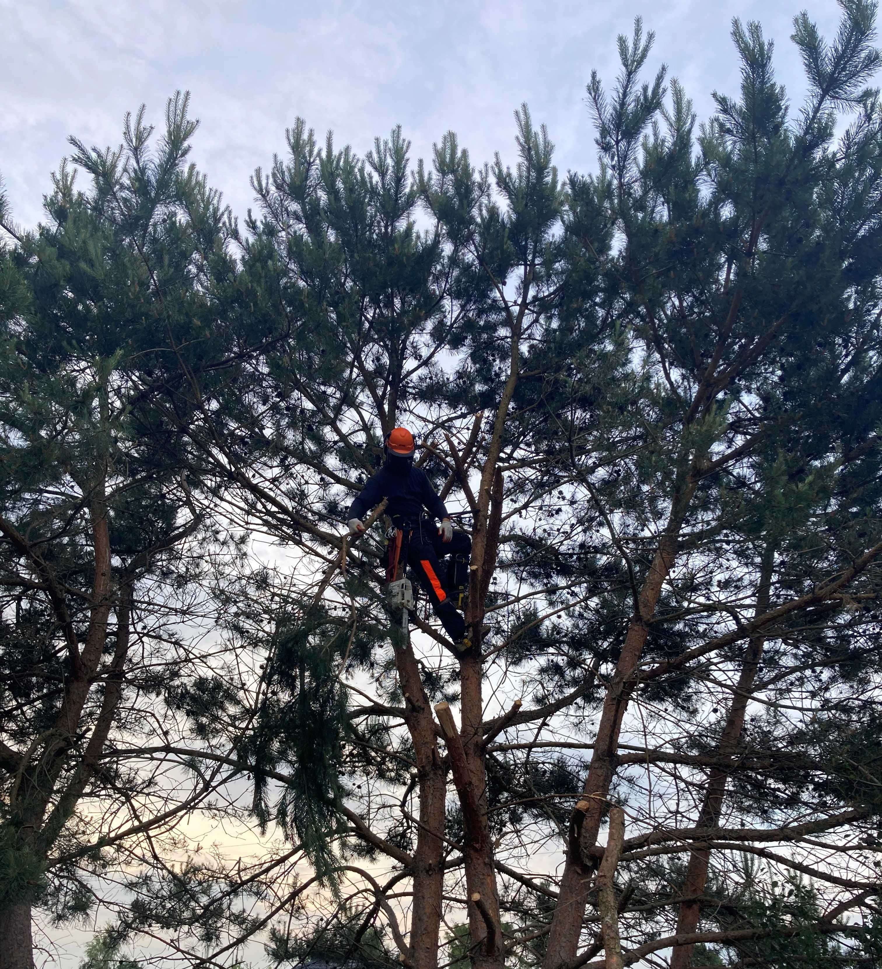 Wycinka i podcinka drzew ! Alpinistycznie oraz z podnośnika.