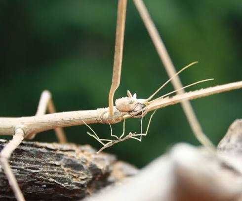 Sprzedam młode patyczaki rogate