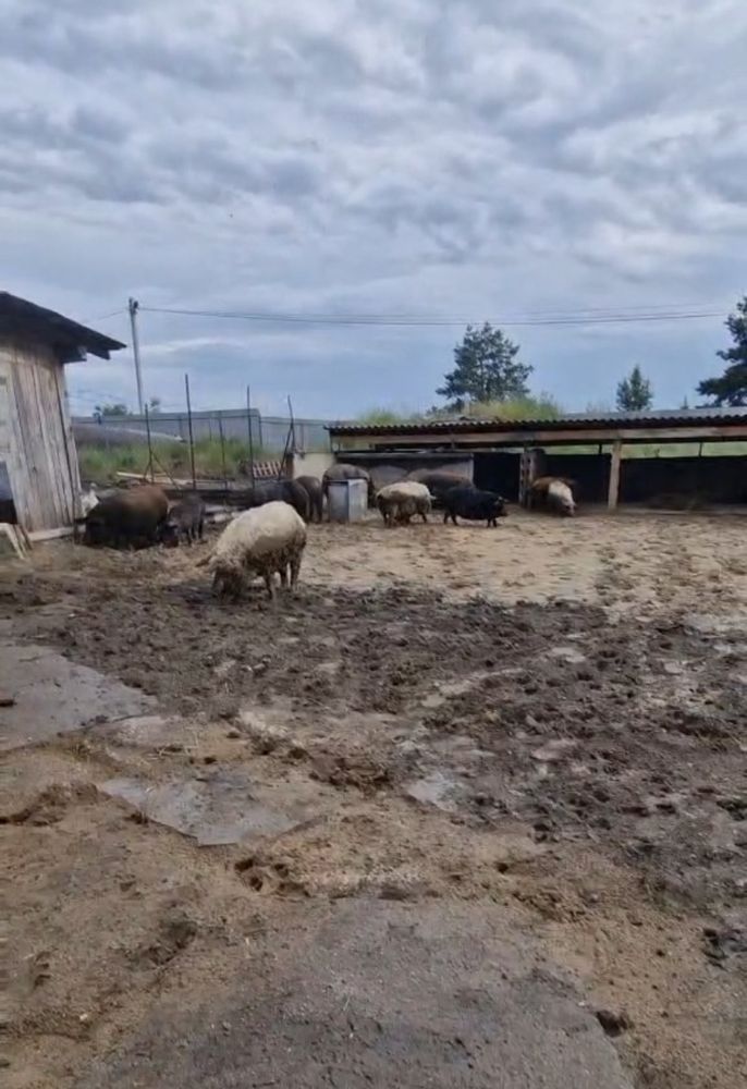 СВИНІ ПОРСЯТА Дюрок Мангалиця мʼяса (жива вага, м‘ясо)