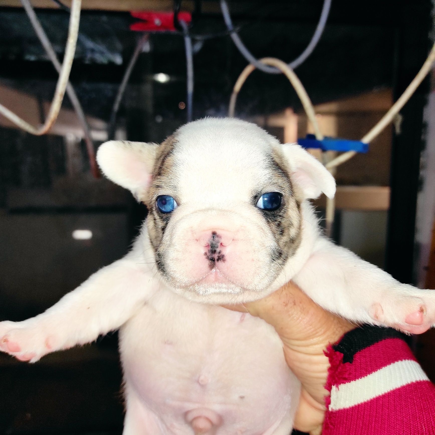 Bulldog francês Pied Merle.