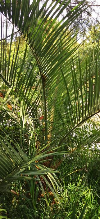 Oferta de Folhas Palmeira artesanato