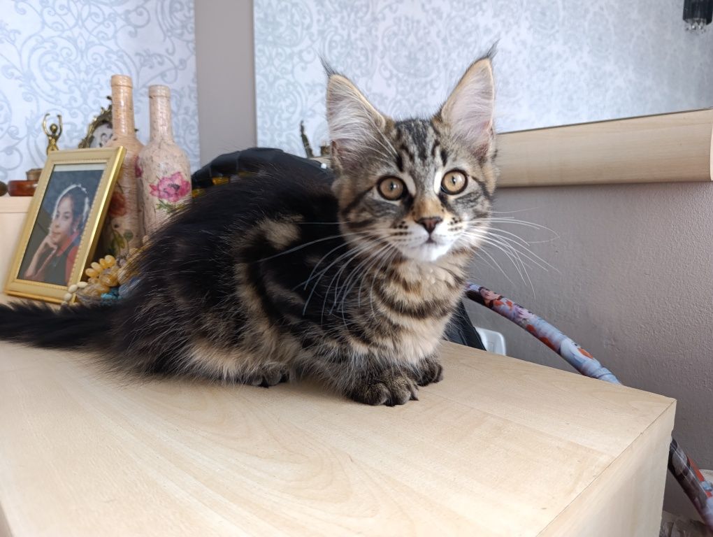 Maine coon kotka