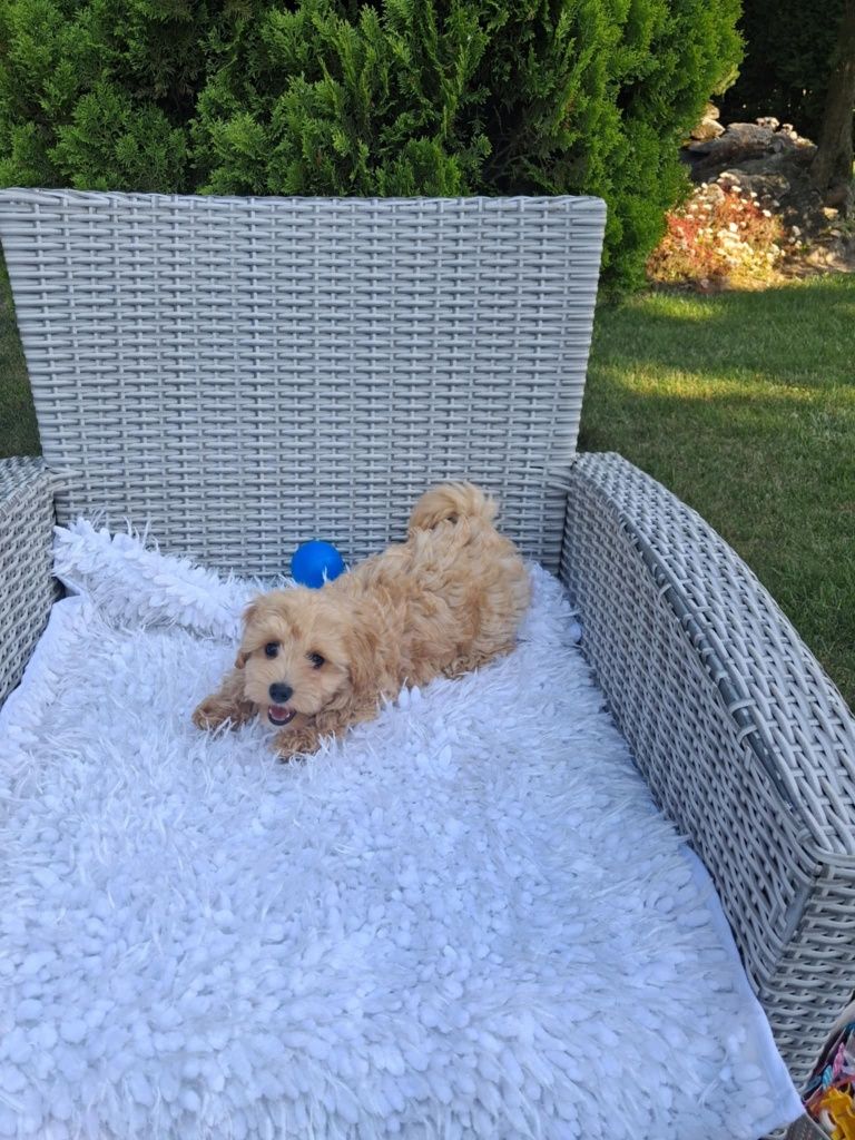 Śliczny Piesek Maltipoo