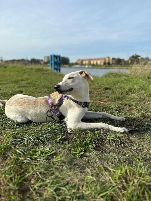 Pies Chart x Labrador PILNIE do adopcji PROSIMY o pomoc Fundacja