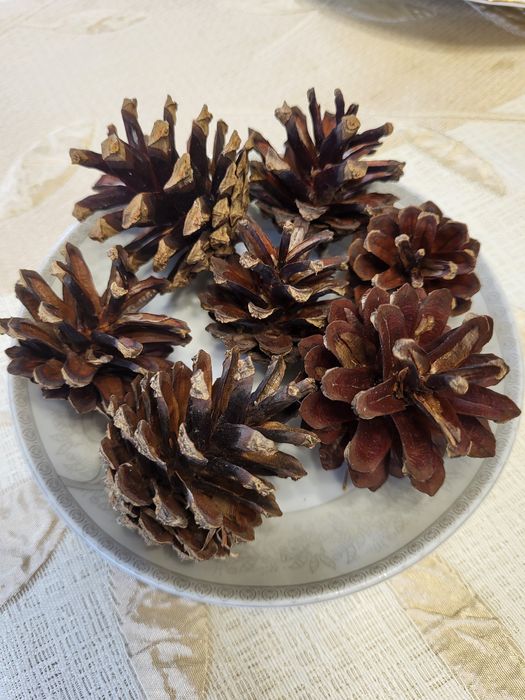 Szyszki sosnowe  naturalne