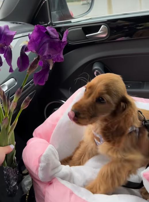 Руді красуні кокер спаніелів.