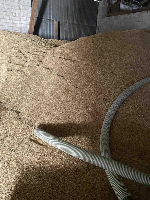 Jęczmień ozimy return