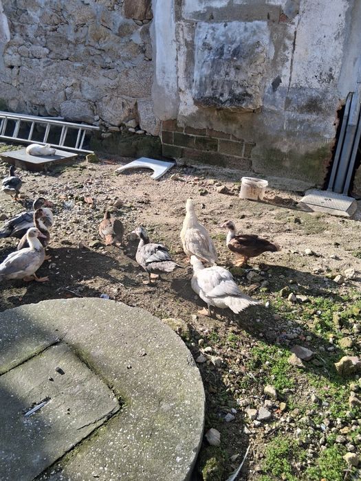 Casais de patos para