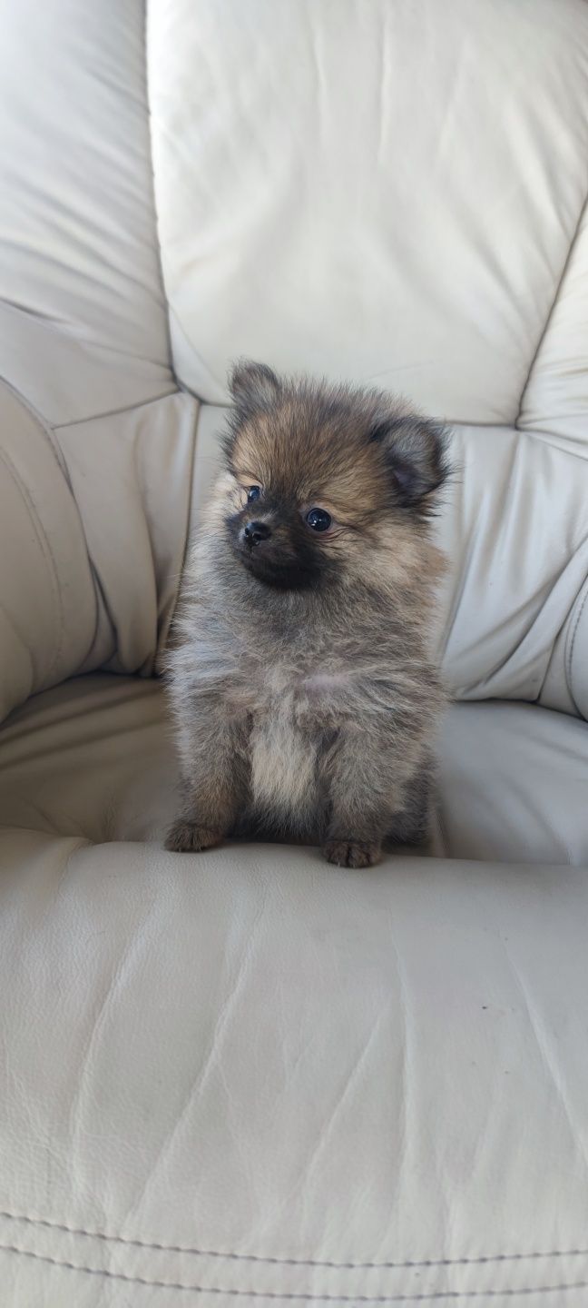 Lulu da Pomerânia (fêmea) disponível