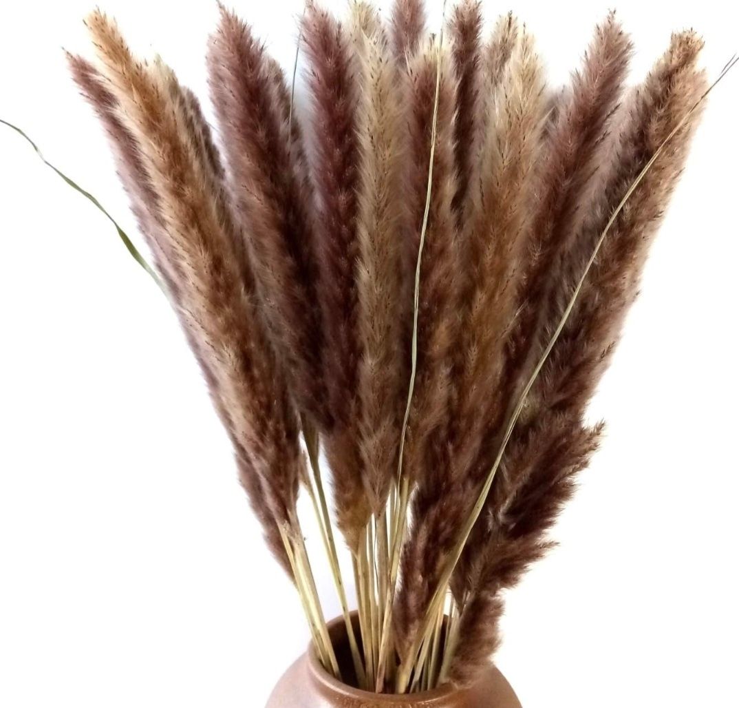 Trawa pampasowa brązowa 45 sztuk, 60 cm