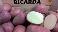 Продам насіннєву картоплю Рікарда / Семенной картофель, картошка