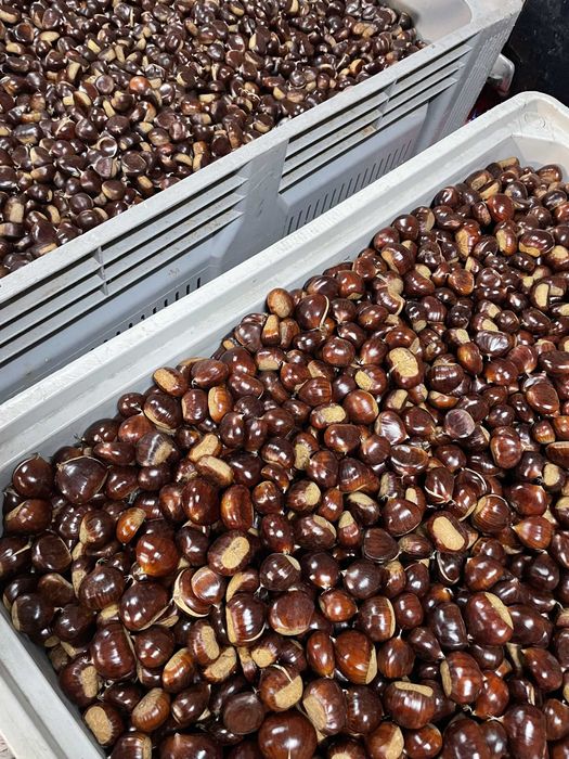 Castanhas para Porcos – Alimentação Animal