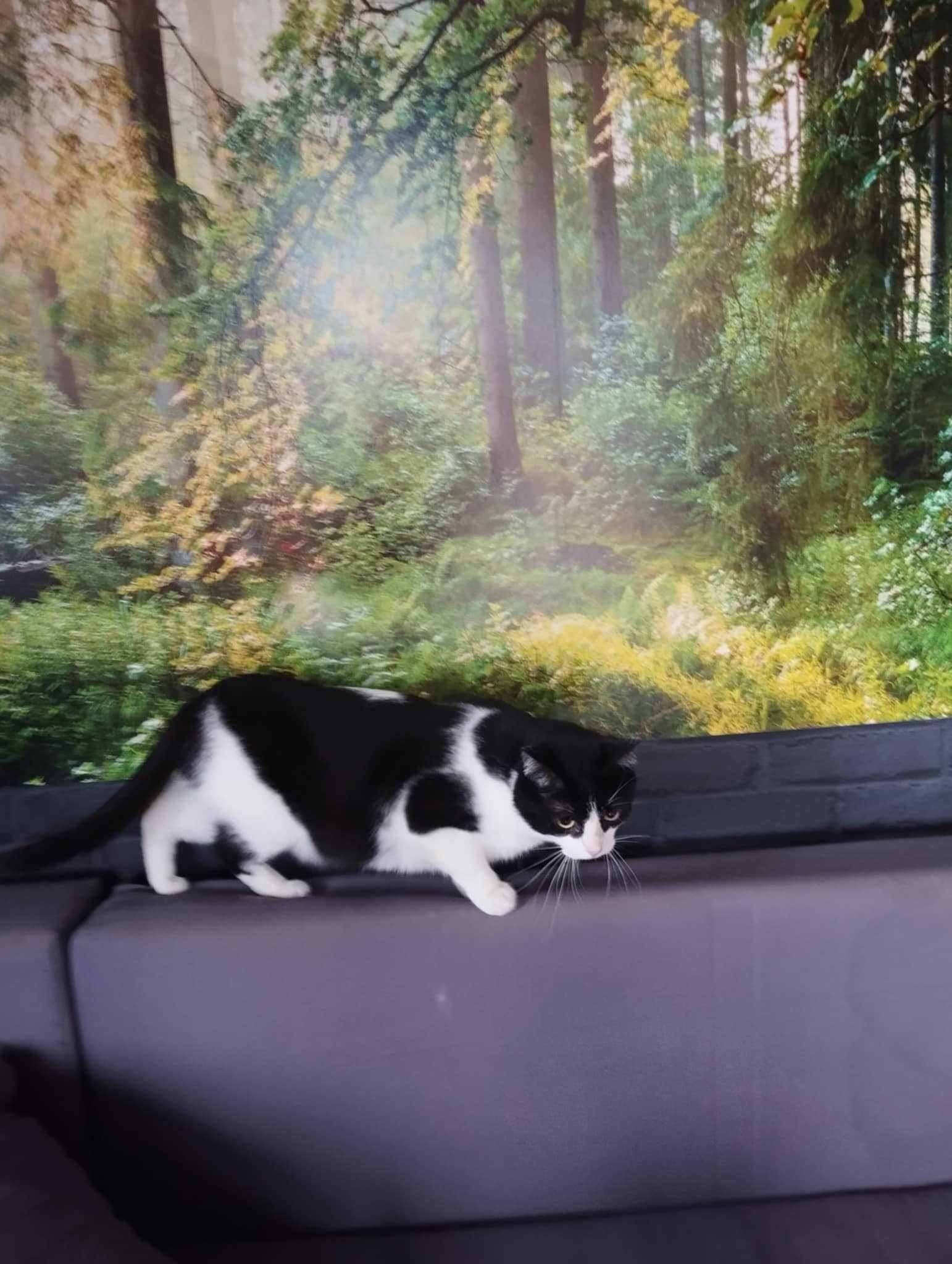Gizmuś  śliczny kot do adopcji