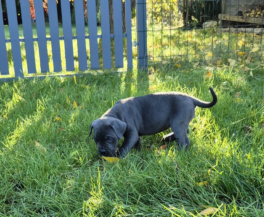 Niebieski Szczeniak Cane Corso szczeniaczek mocni rodzice, rodowód