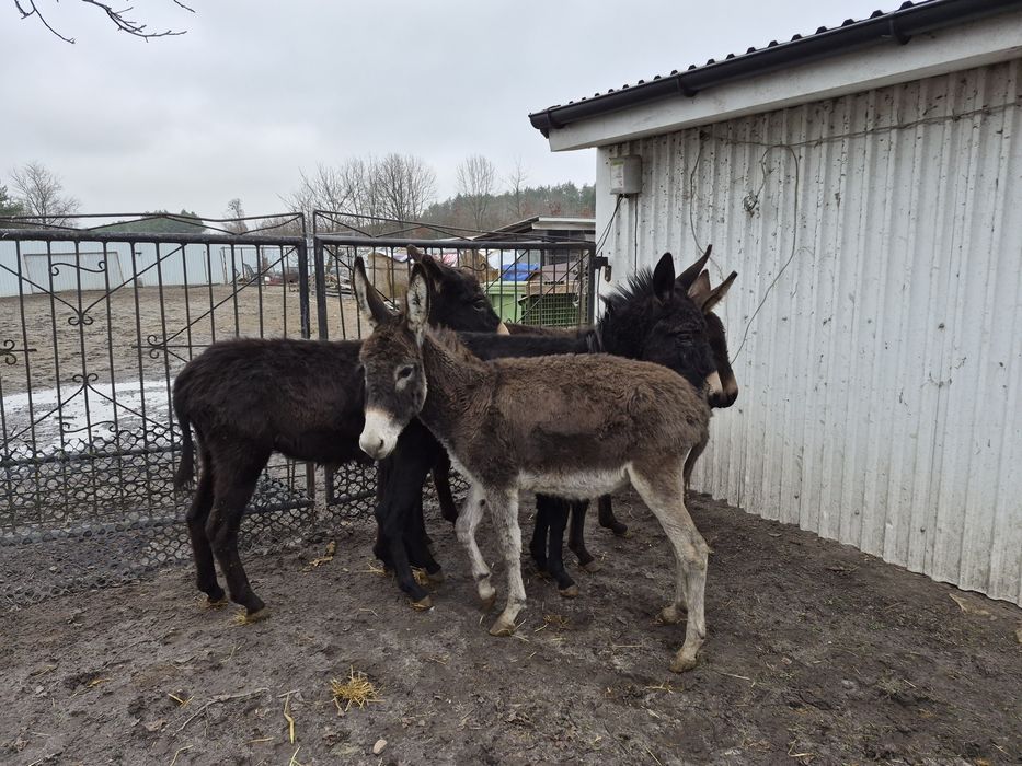 Klacz - Ogier -Źrebak Transport