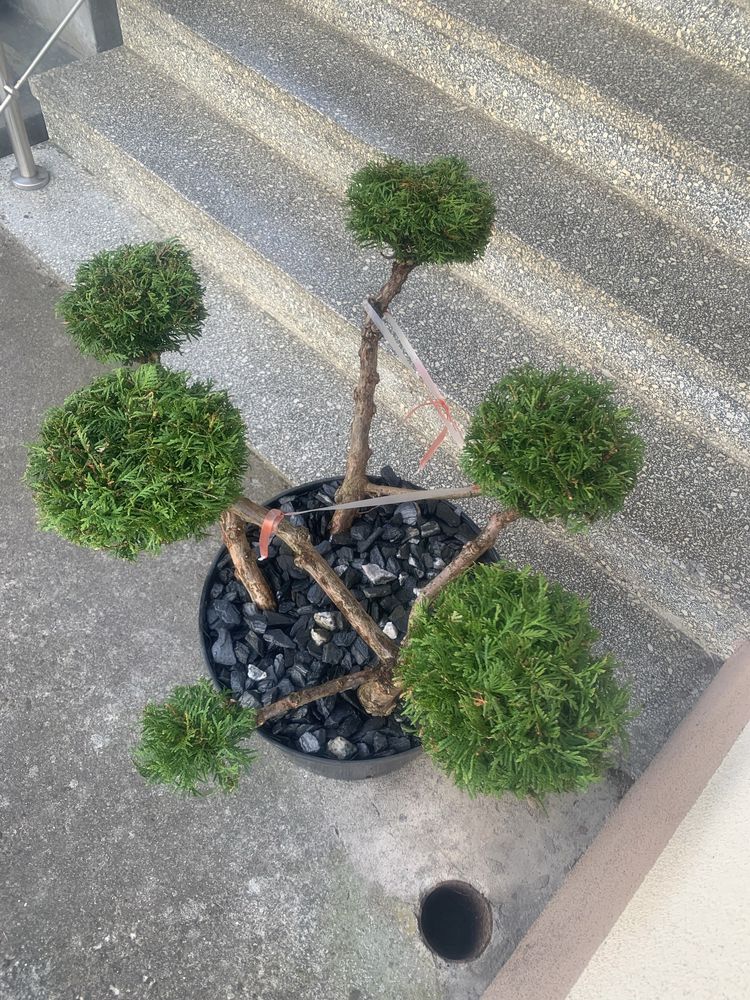Żywotnik zachodni formowany bonsai
