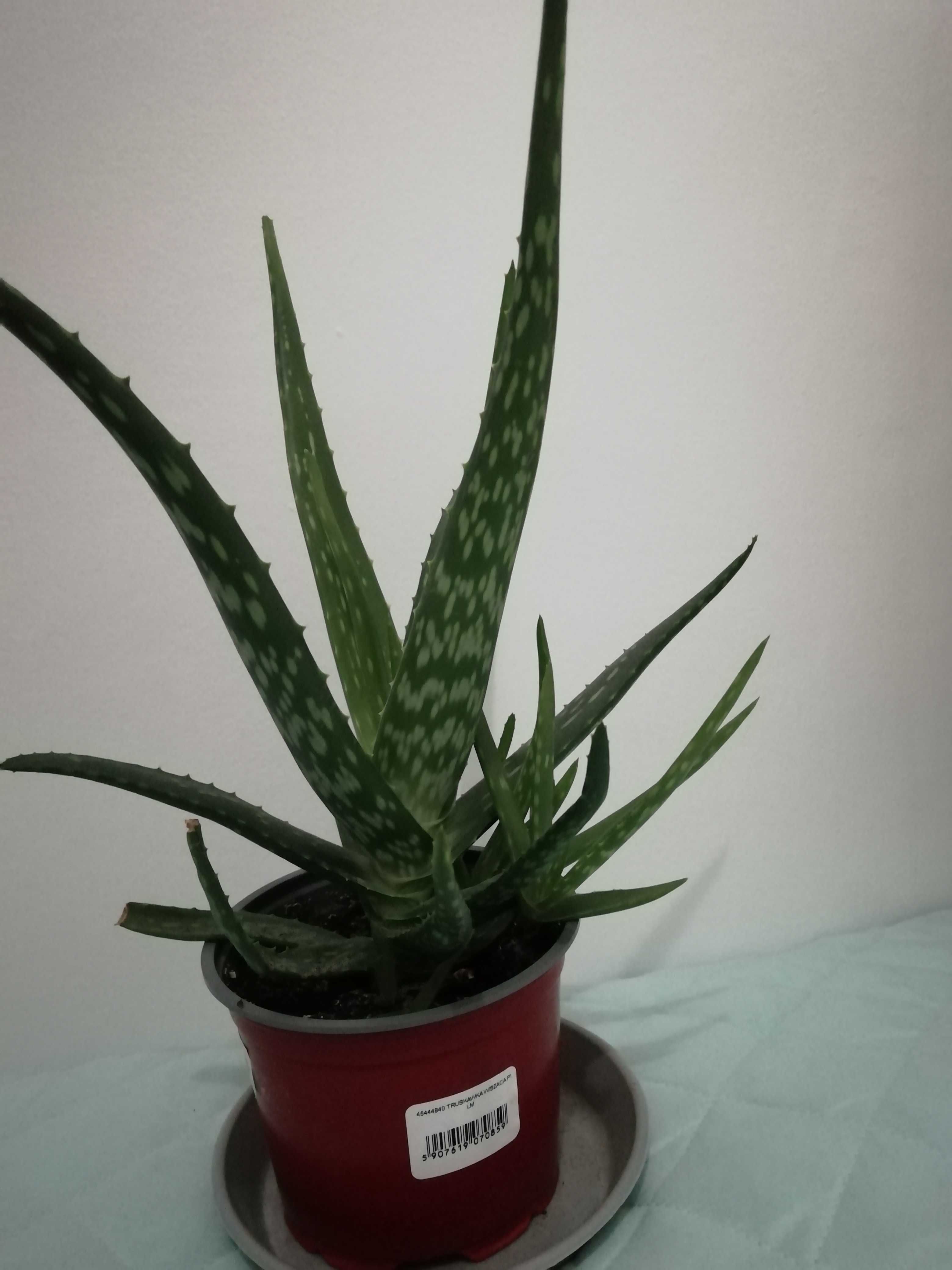 Aloes  aloe vera var.Chinensis