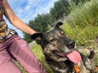 Forest, super fajny pies do adopcji