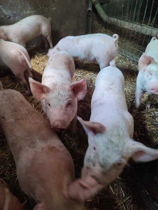 Продам поросят трехпородки