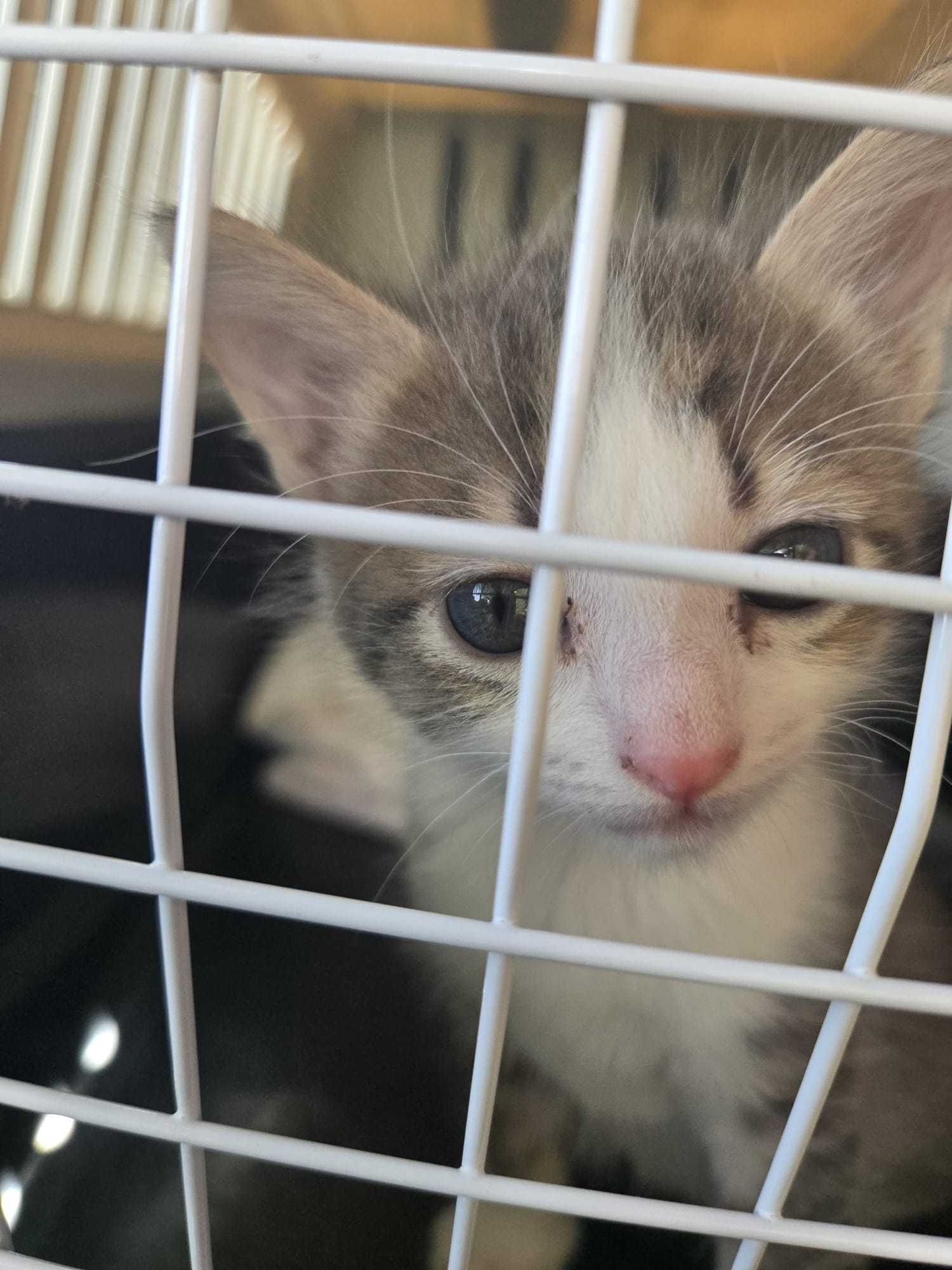 Gatinhos bebés para adoção consciente