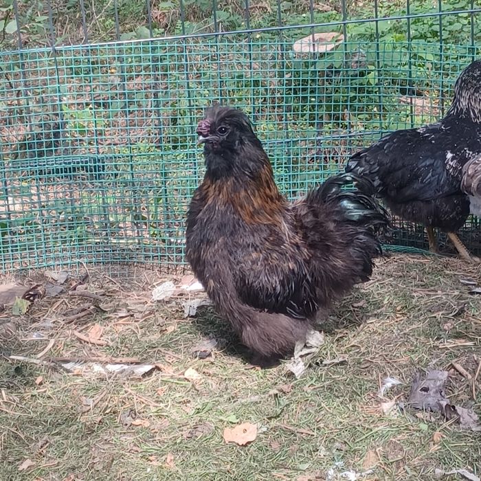 Silki para do zmiany kurnika