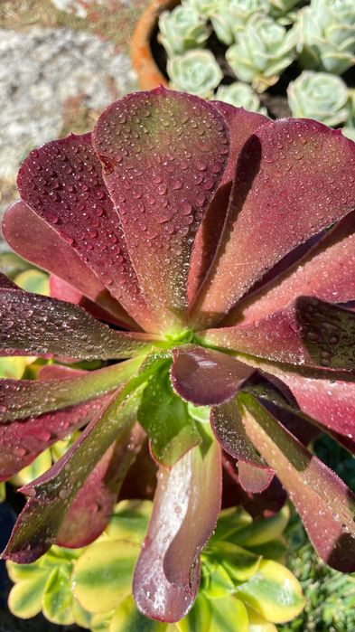 Suculentas aeonium vaso