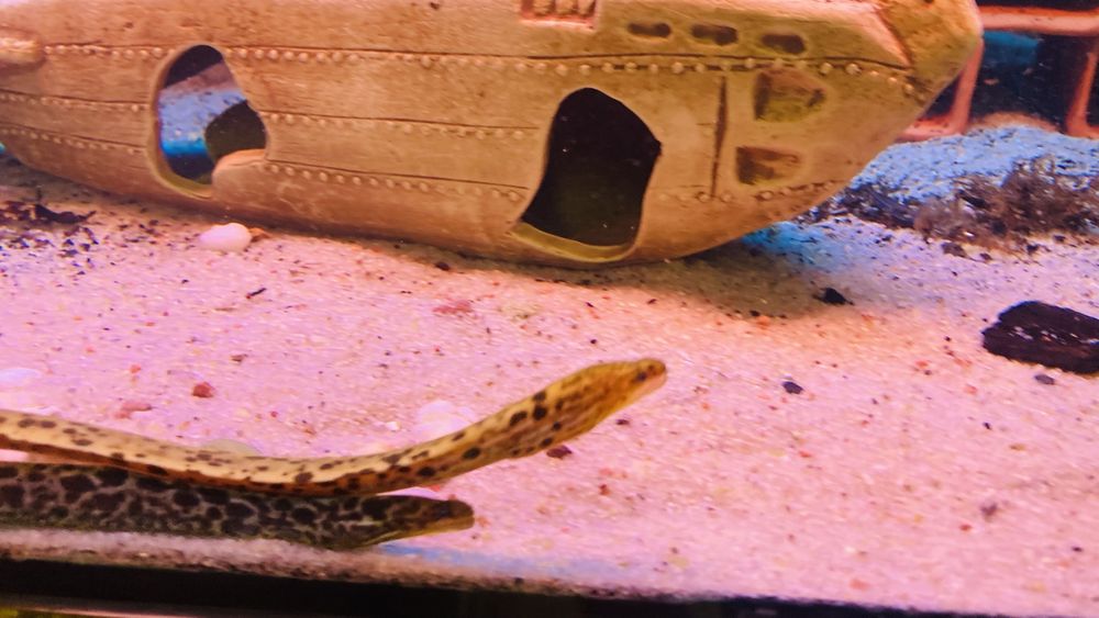 TABU murena tygrysia Gymnothorax poluranodon Warszawa