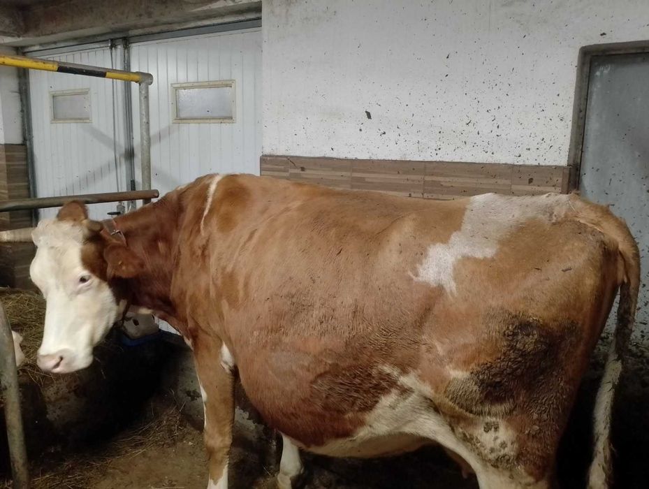 sprzedam krowę cielna