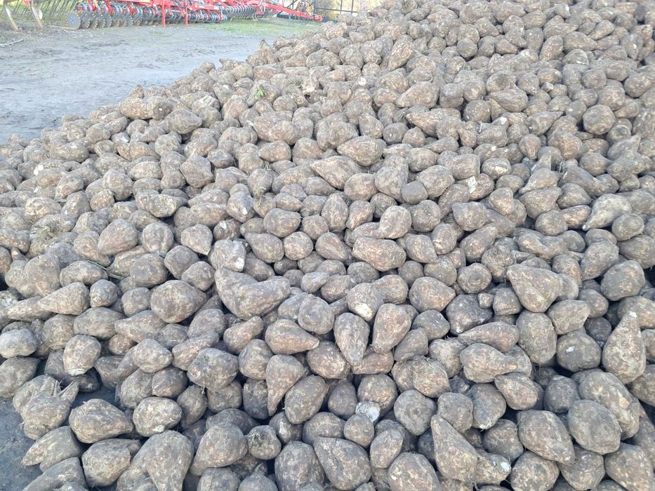 Buraki cukrowe po doczyszczarce