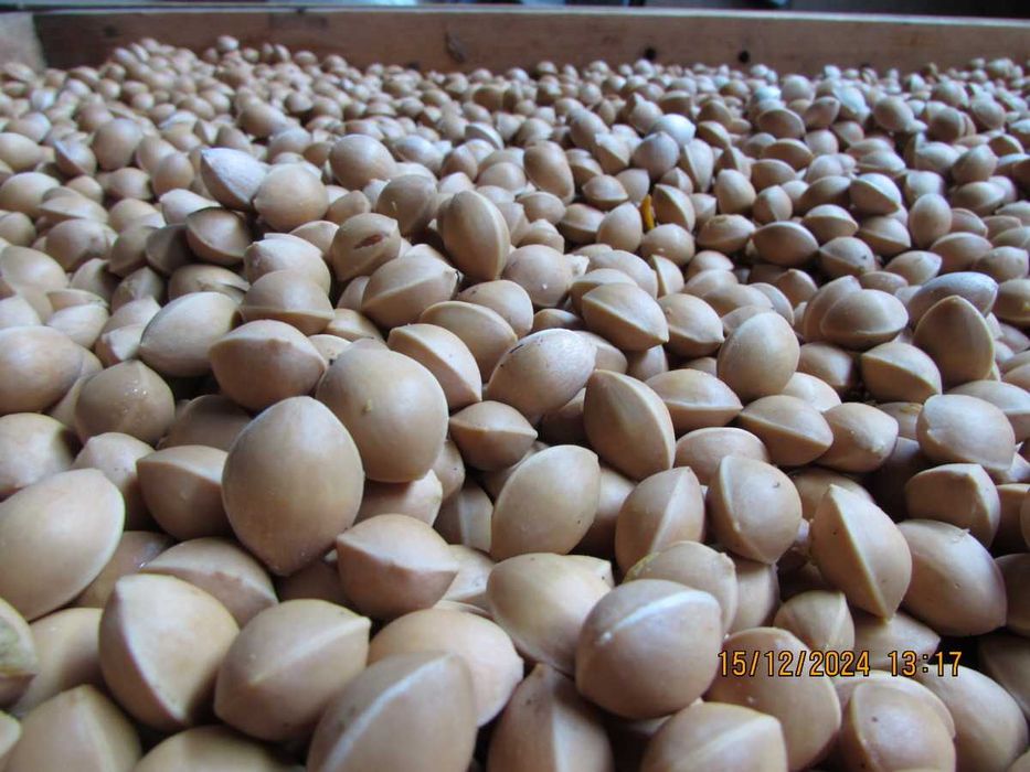 Насіння гінкго 2024р. 1насінина 1грн.Семена гинкго. Сіянці від 40грн.