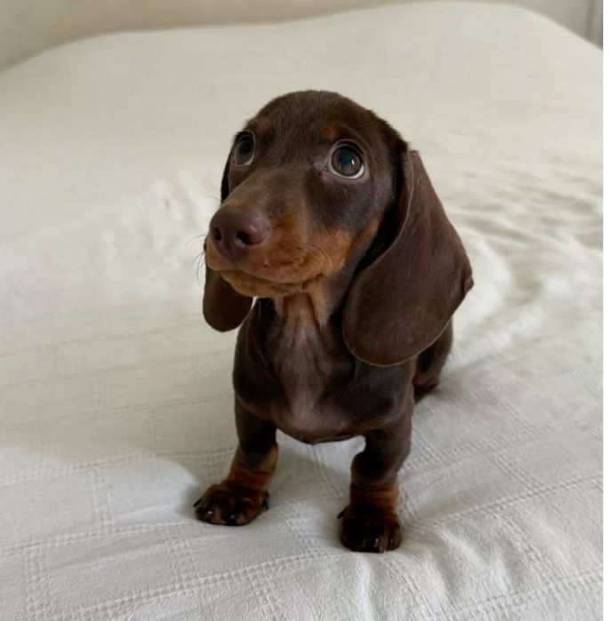 Teckel castanho menino