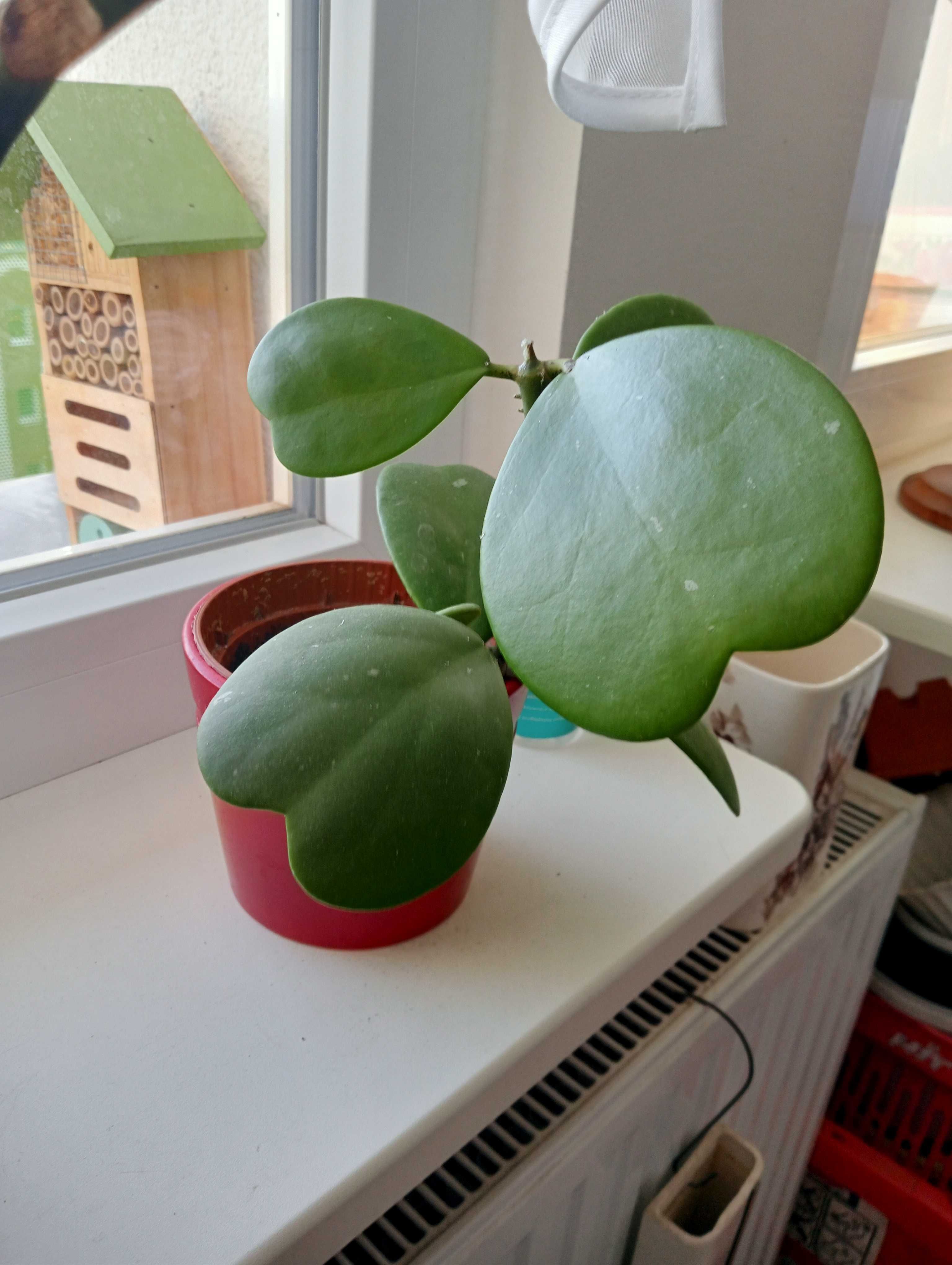 Hoya kerrii piękne serca