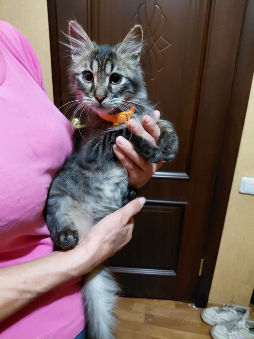 Кошеня шукає родину!