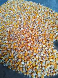 Kukurydza suszona drobna workowana po 25kg
