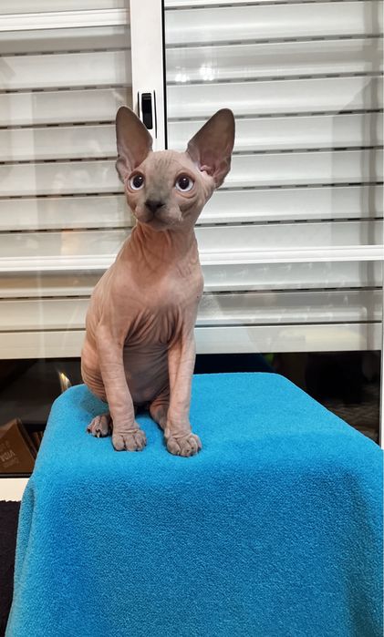Sphynx canadiano
