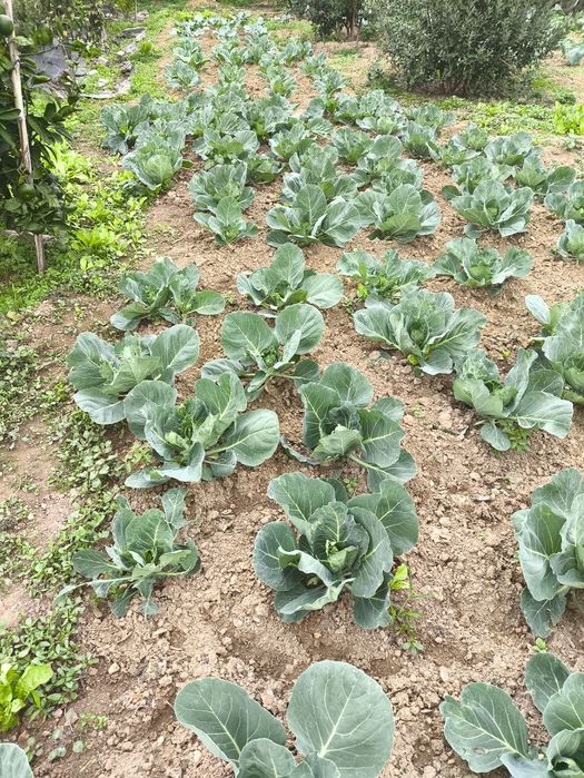 Repolho / penca / brócolos e couve flor