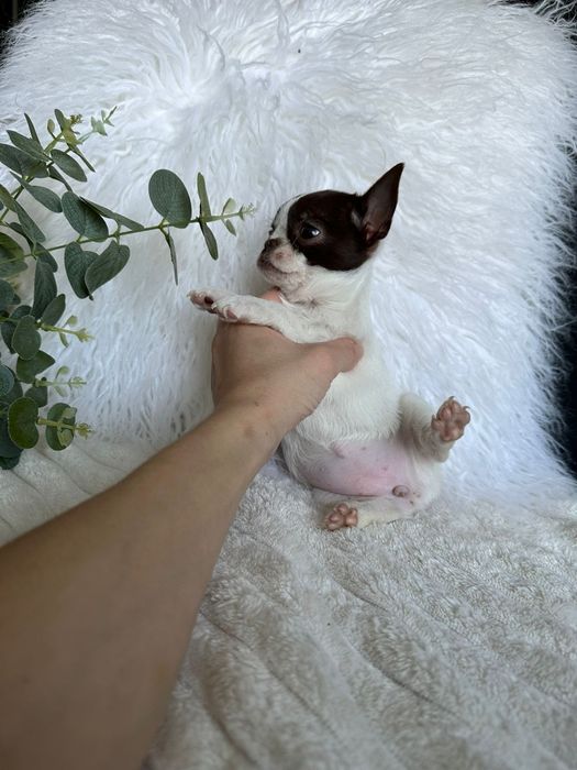 Chihuahua Super Mini .Cabeça de maçã. Menina .Chocolate e Branco