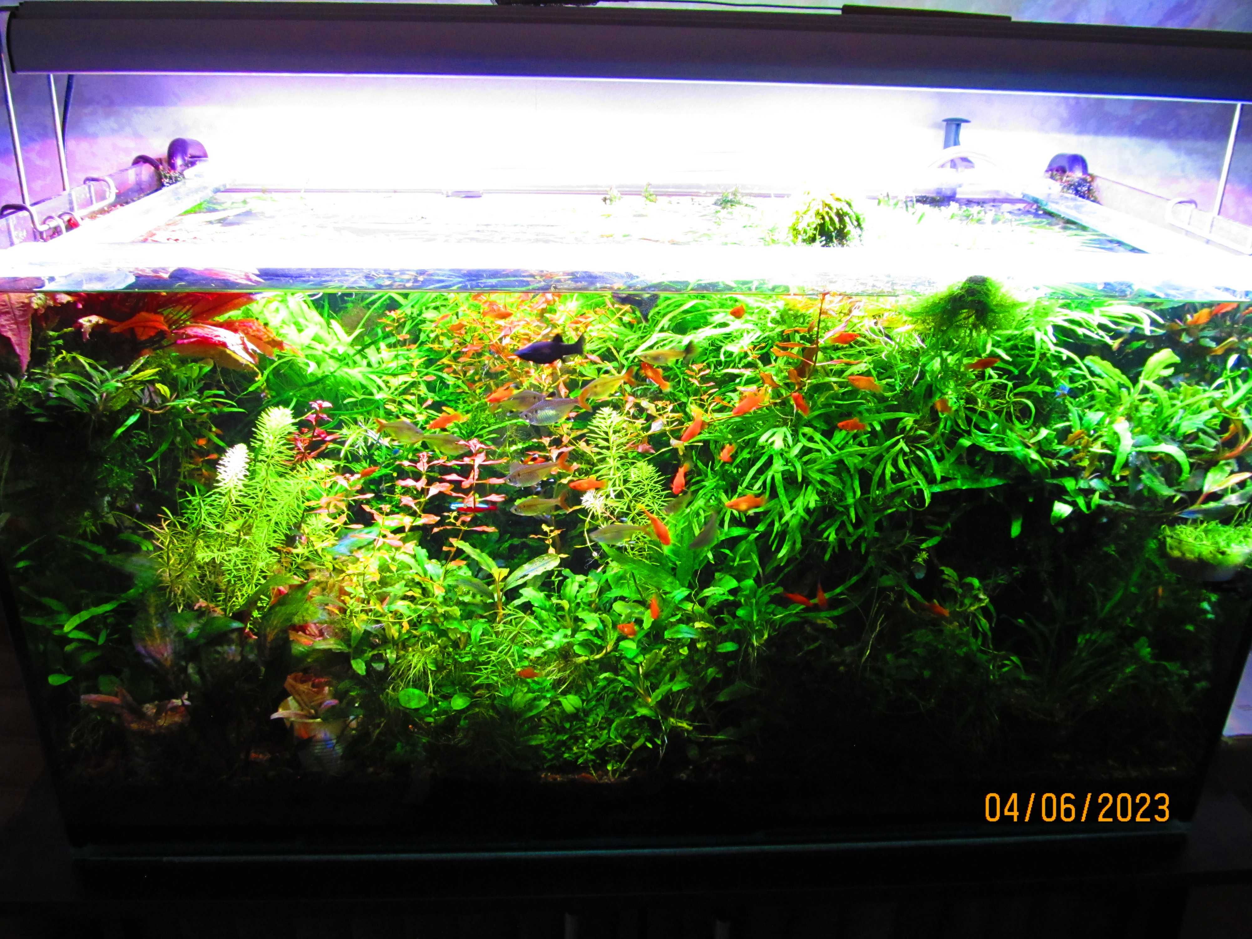 Растения аквариумные - набор для запуска