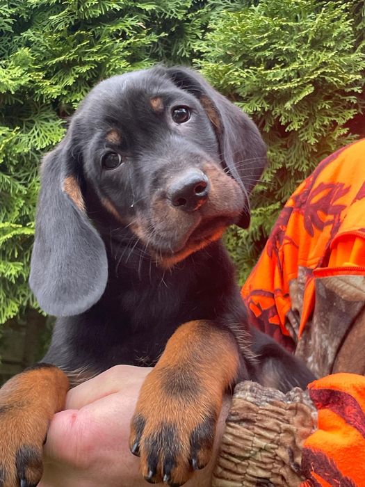 Gończy Polski -Piesek ZKwP