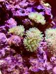 Euphyllia koralowiec morskie