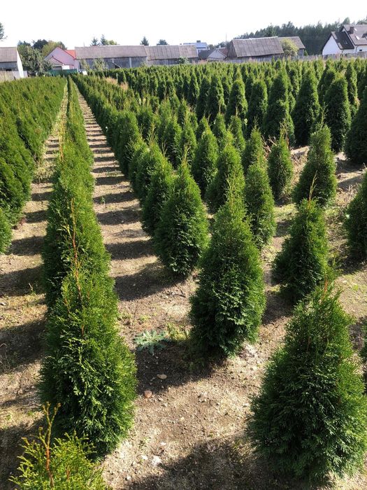 ‼️TUJA SZMARAGD‼️Duże i małe  PROMOCJA likwidacja pola